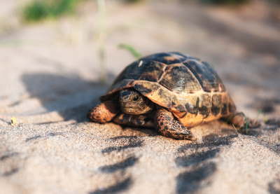 turtle goes slowly in the sand with its protective SWDKDAS JUNad8